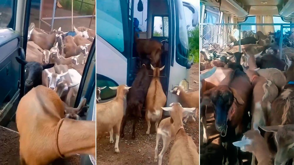 Un autobús para llevar a las cabras al prado