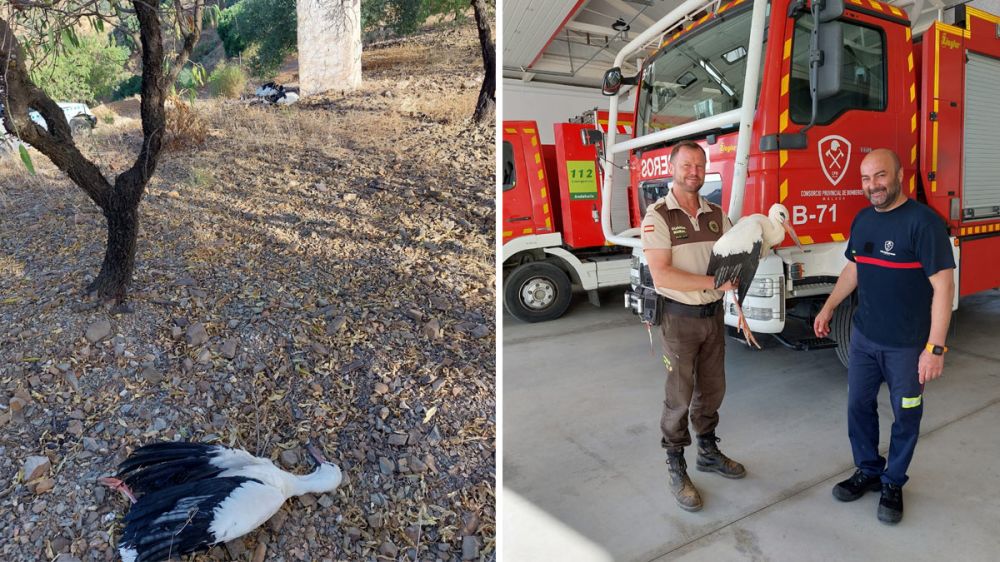 Un guarda rural denuncia la muerte por electrocución de varias aves protegidas en los Montes de Málaga