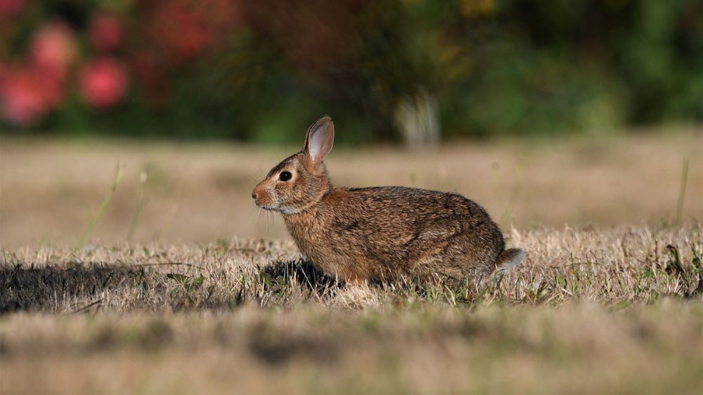 437.500 conejos capturados en una sola provincia durante la Emergencia Cinegética