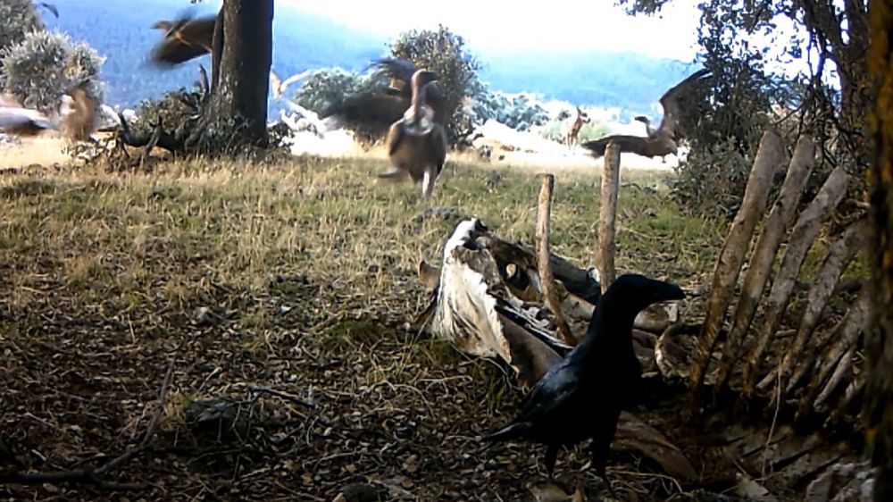 Un lobo solitario lucha con buitres y cuervos por los restos de una vaca