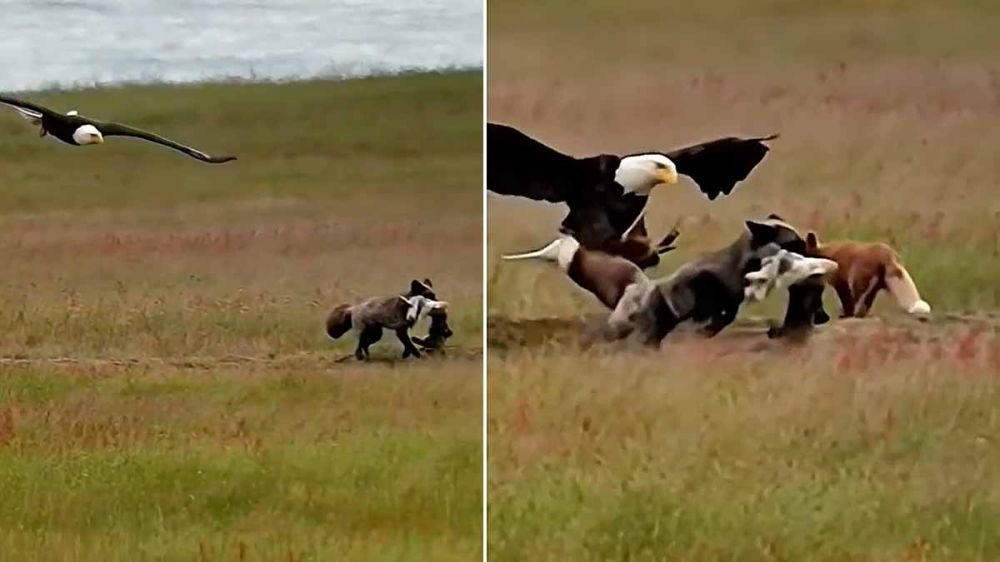 Un águila se lanza contra un zorro para robarle el conejo que ha cazado