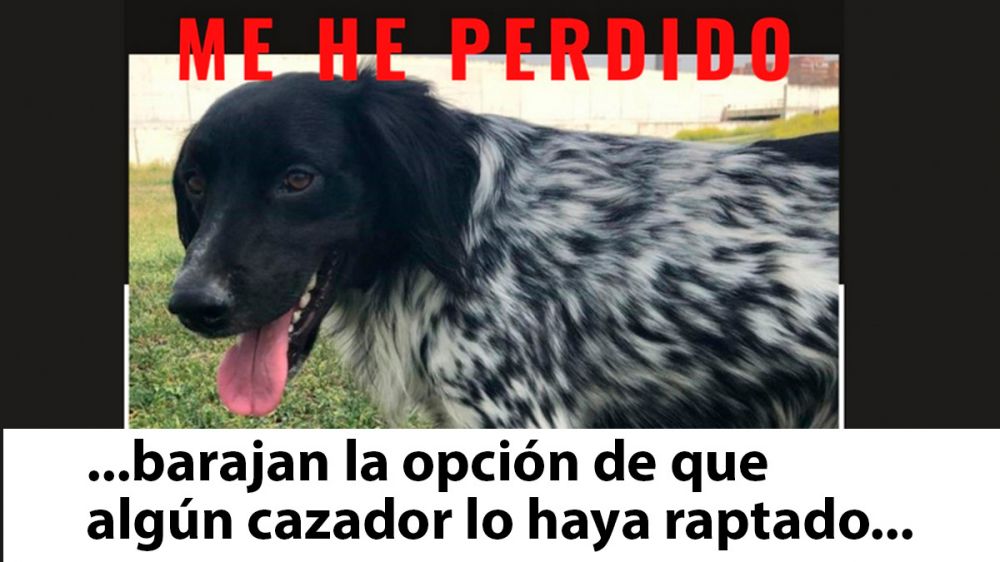 Un diario sugiere que un perro desaparecido «haya sido raptado por algún cazador»