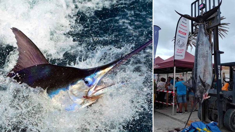Pescadores deportivos donan 3.700€ y dos enormes marlin para las familias más necesitadas