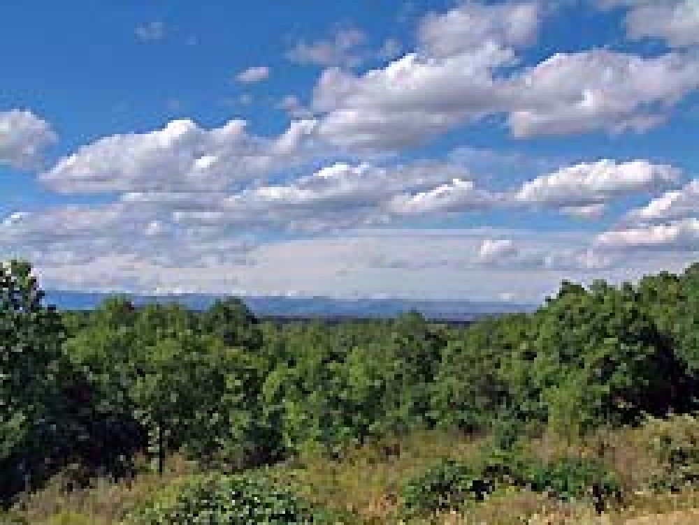 En Castilla y León se han repoblado 72.000 hectáreas en el periodo 2003-2006