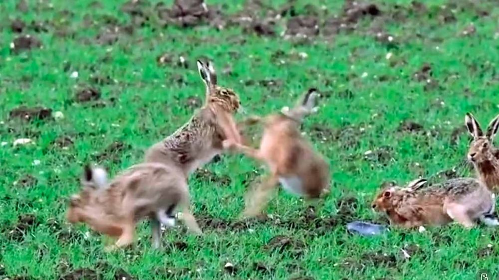 En vídeo: la lucha de las liebres durante el celo