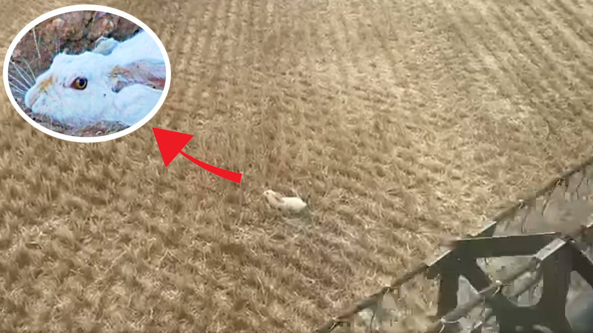  Agricultor graba liebre blanca encamada en campo de cereal