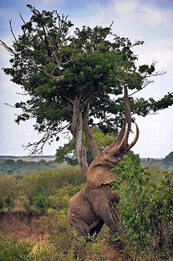  Un elefante intenta alcanzar las ramas de un árbol. - AFP
