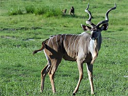  Kudu (Tragelaphus strepsiceros). Foto: Catalpa.