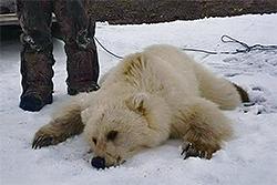  Oso cazado en Canadá en mayo de 2016, posiblemente hibrido de oso polar y grizzly (Didji Ishalook).
