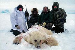  Oso cazado en Canadá, en fecha sin determinar, posiblemente híbrido de grizzly y oso polar (Canadian Wildlife Service).