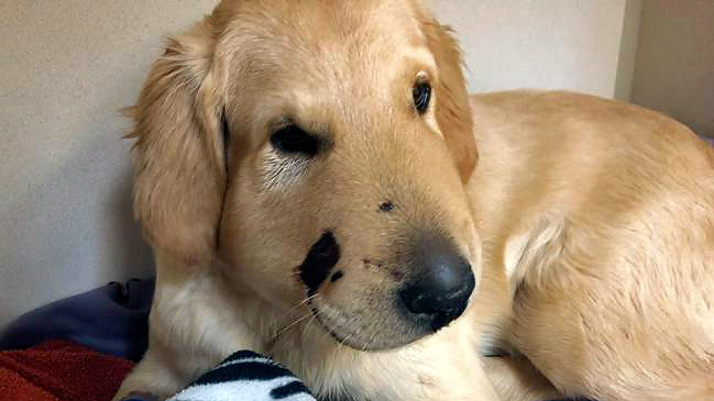  Golden retriever