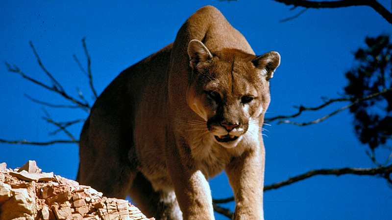   Atacado por un puma