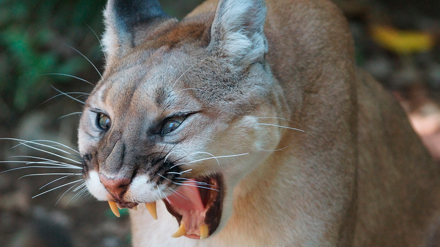 La selva amazónica Pórtico Estricto Salva a su hijo del ataque de un puma con piedras y patadas