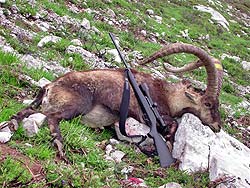  Segundo mejor trofeo de macho de cabra montés abatido en España, cazado en 2006 en la Reserva Regional de caza de Riaño. Foto: Leonardo de la Fuente.