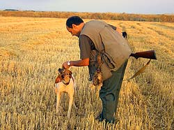  Un perro entregando en la mano de su dueño una codorniz abatida durante la última media veda. Foto: Leonardo de la Fuente.