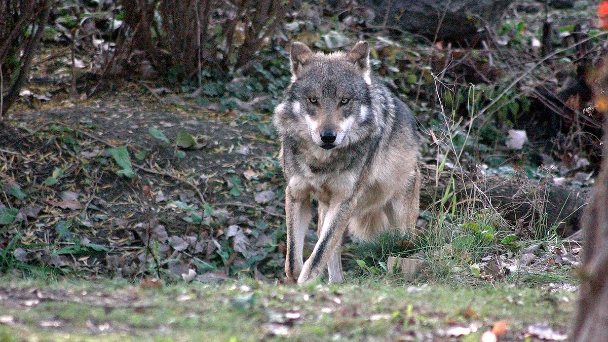 Lobo