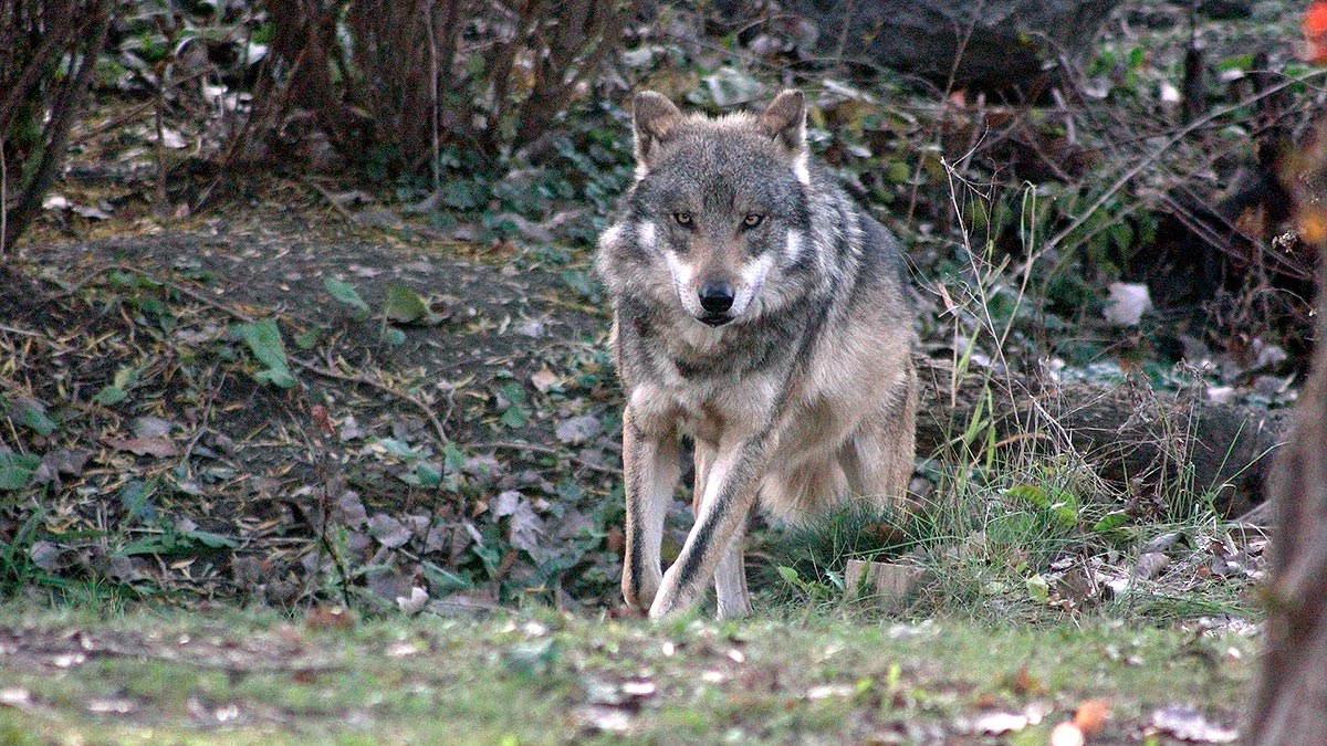   Lobo