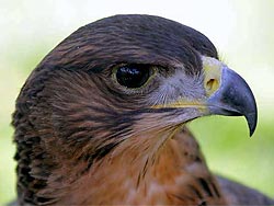  Águila perdicera (Hieraaetus fasciatus).