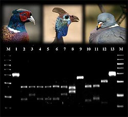  Perfil de bandas de 12 especies de aves en un análisis electroforético empleando la enzima MboII. Imagen: Martín et al. Fotos: Iain Lissaman, Arno Meintjes y Blake Matheson.