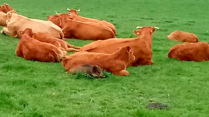  jabalíes entre las vacas