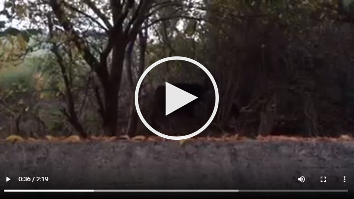  vídeo-de-lobos-matando-jabalí