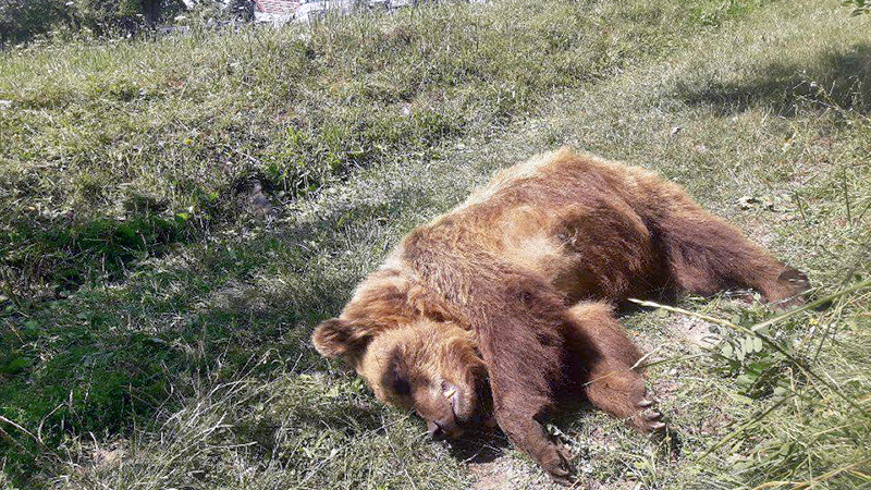 oso muerto