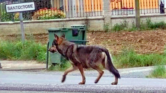 Lobo