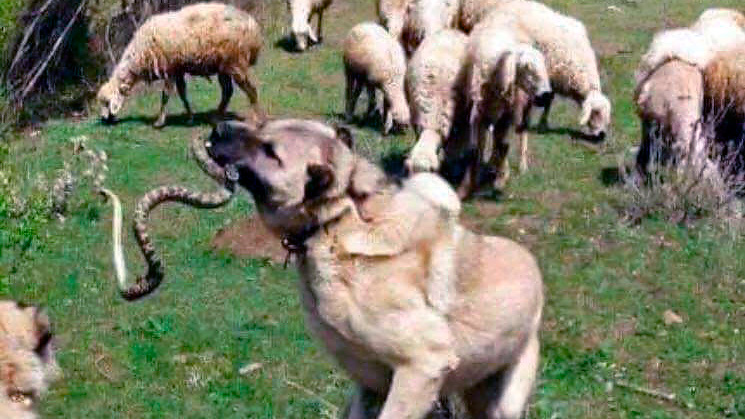  perro pastor atacando a una culebra