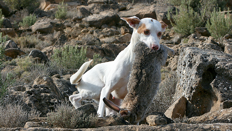 cazadores san valentín