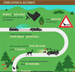  Consejos de la DGT para evitar accidentes con animales silvestres.