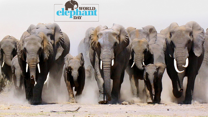  Día Mundial del Elefante