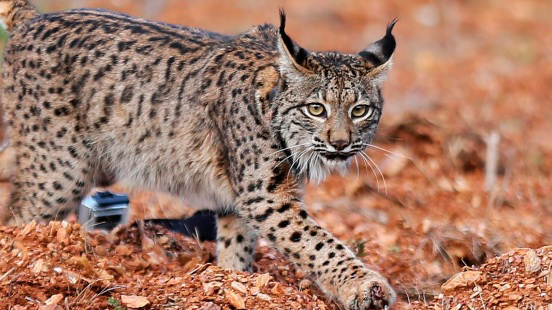  Lince