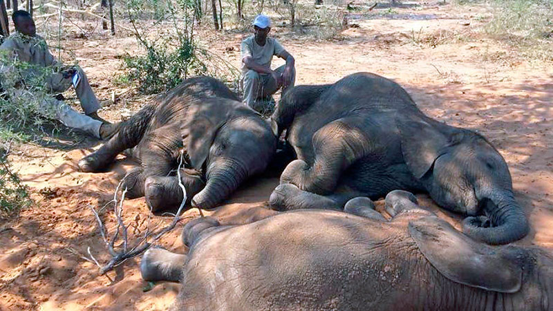  Matanza de elefantes