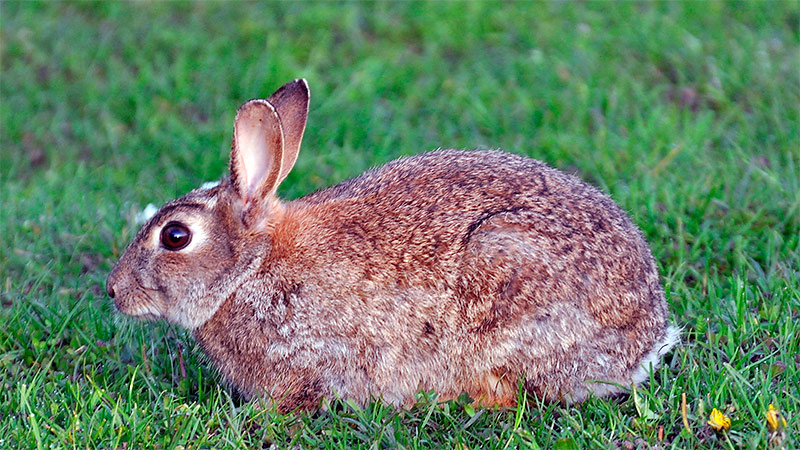Conejo