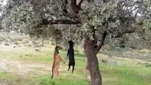  fotografía falsa de perros de caza ahorcados de un árbol