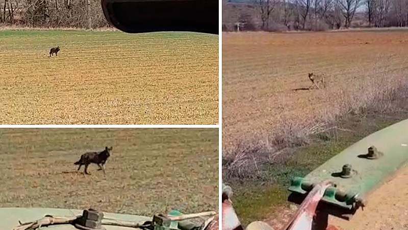  Lobos acosan a un agricultor en su tractor