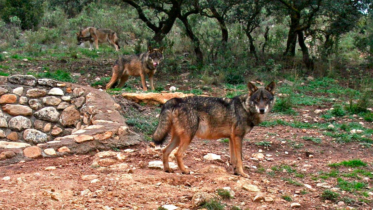   lobos