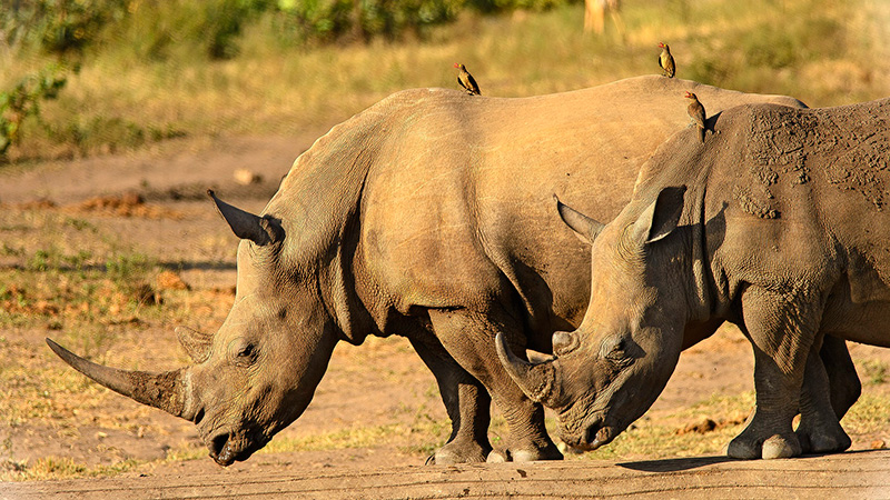  Rinocerontes