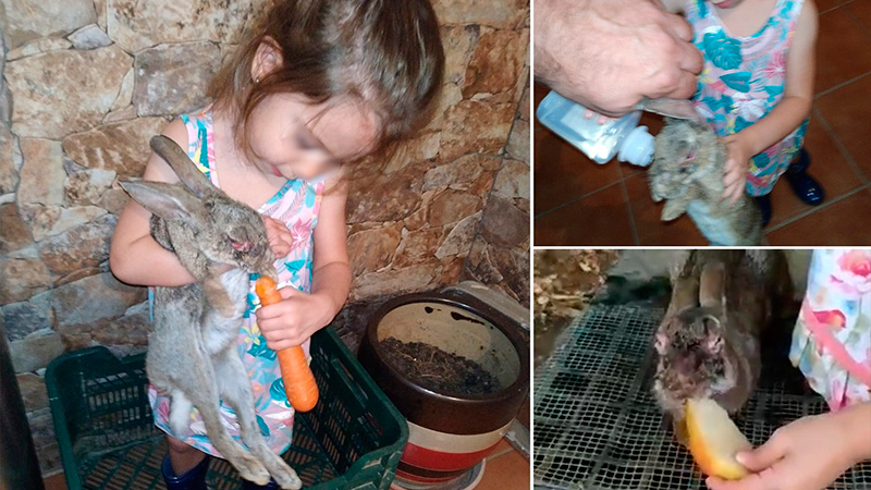   niña se desvive por curar conejos