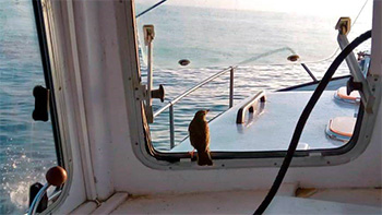 Zorzal en barco