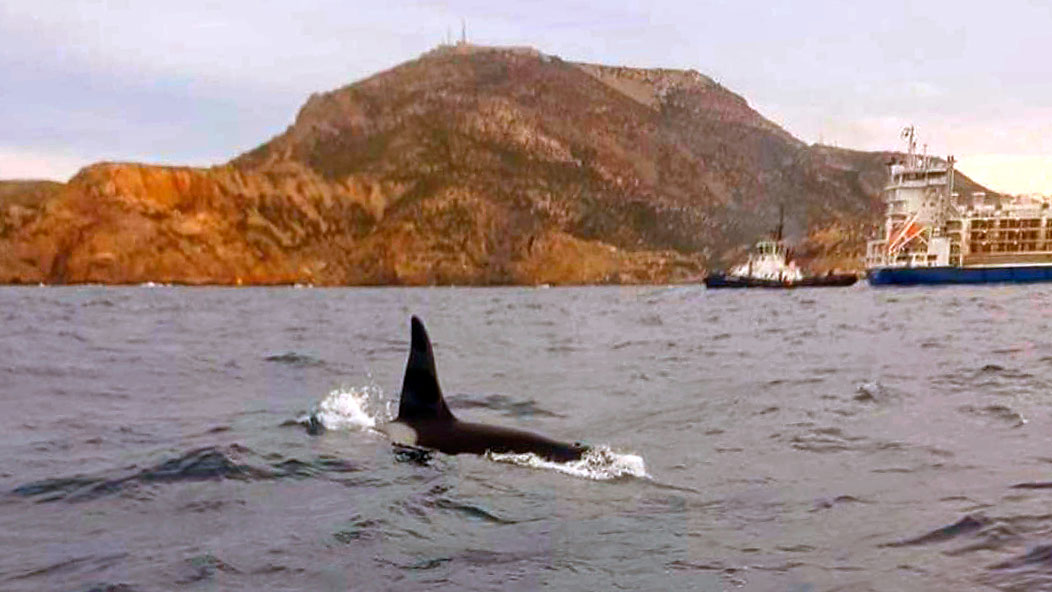  Orcas en Murcia