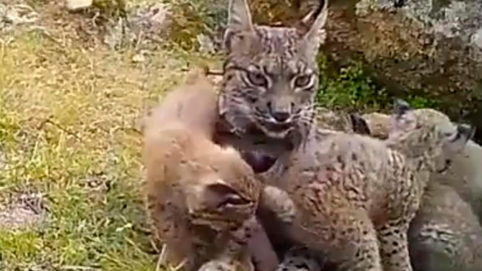 Linces