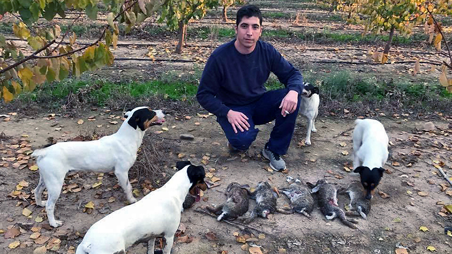 bodeguero andaluz