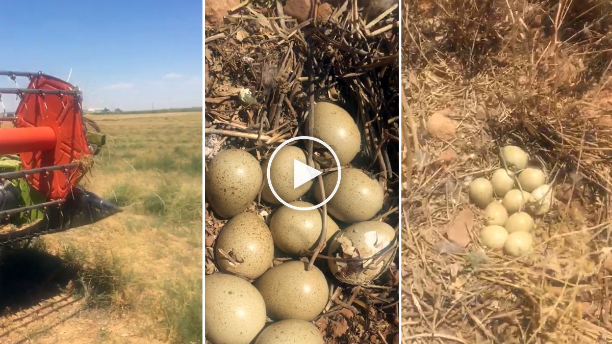  Agricultor encuentra nido perdiz huevos eclosionando pollos