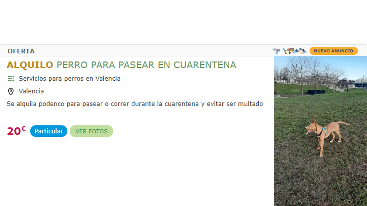 Alquilan perros para pasear durante la cuarentena