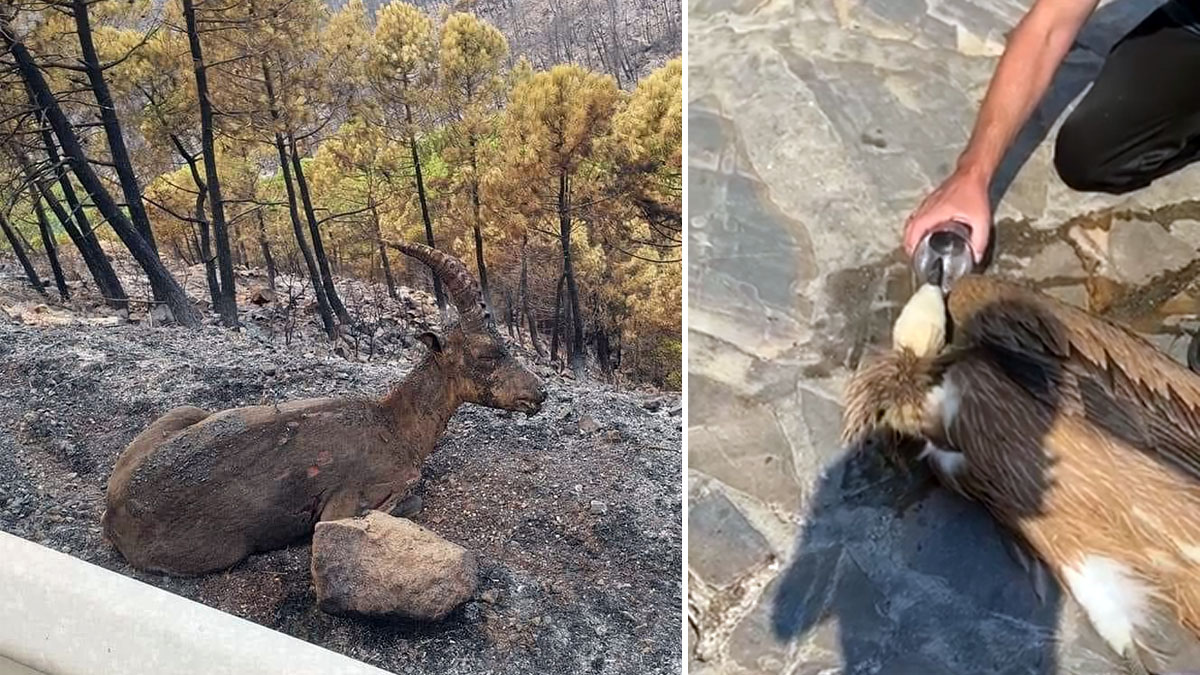  Animales afectados por incendios Málaga