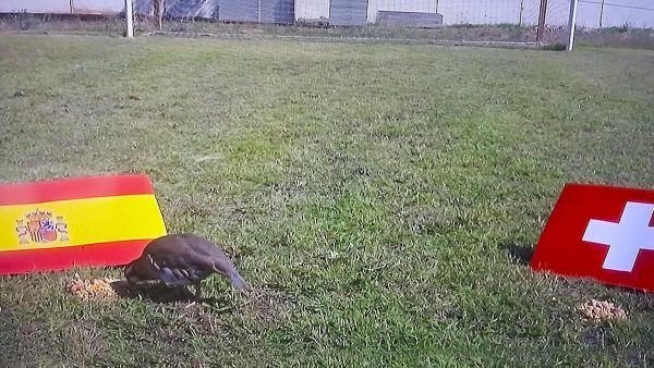  Así ha decidido Tako, la perdiz roja, quién ganará el partido de cuartos de final de la Eurocopa