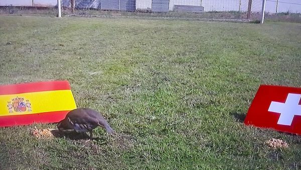  Así ha decidido Tako, la perdiz roja, quién ganará el partido de cuartos de final de la Eurocopa