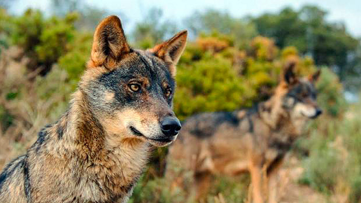   Audiencia Nacional mantiene protección lobo Cantabria