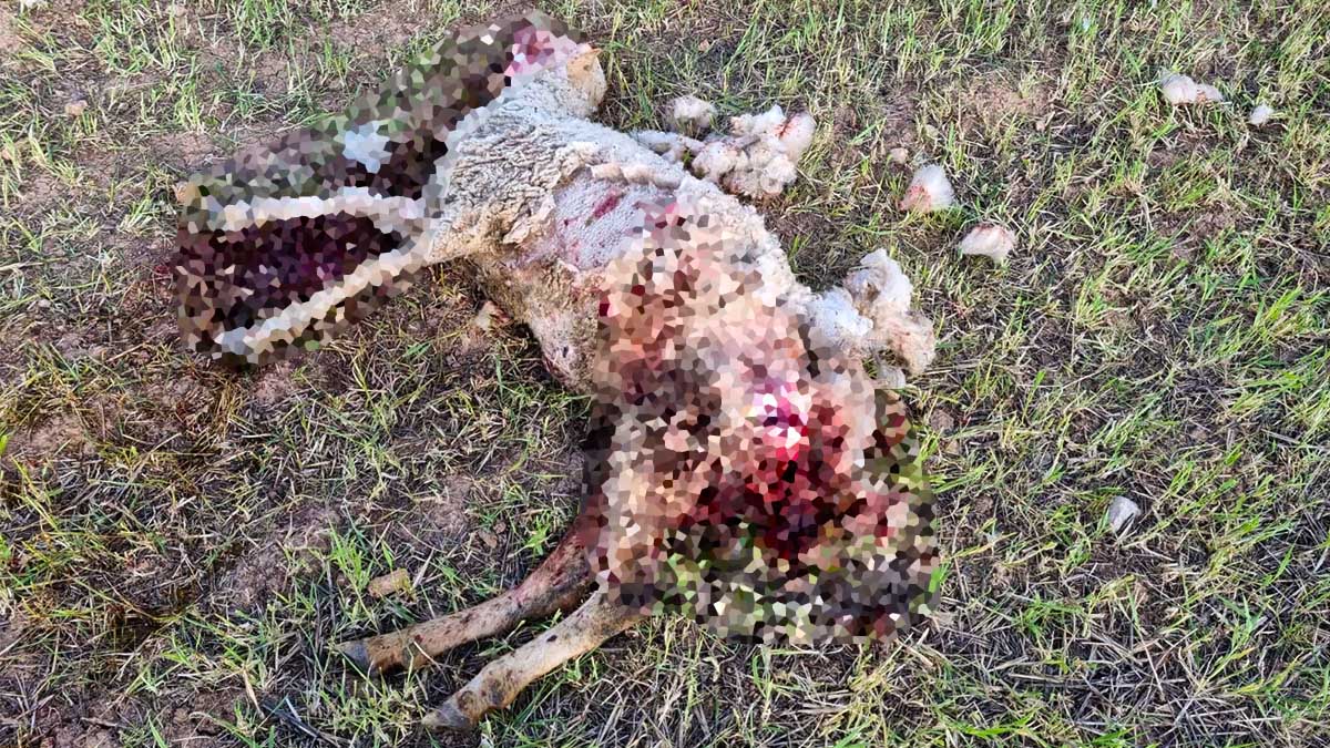 buitres matan una oveja